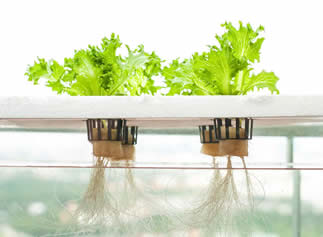 Image result for hydroponics
