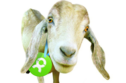 Image result for oxfam goat aid